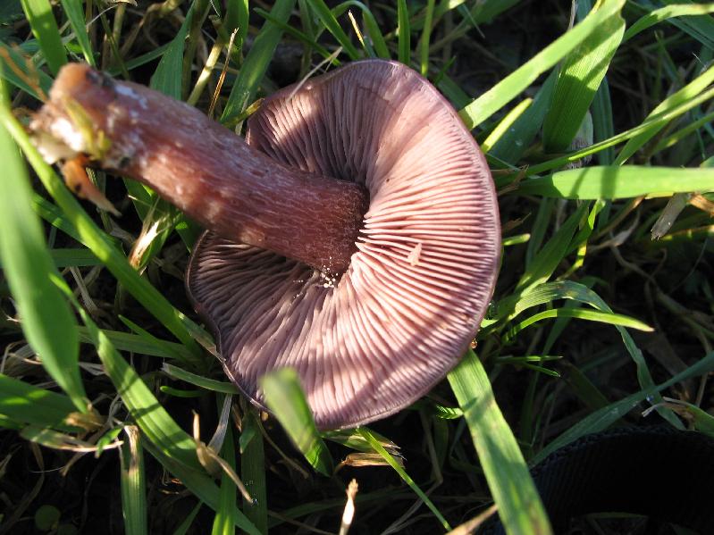 lepista nuda o sordida?